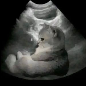 Meet your Posher, Mason